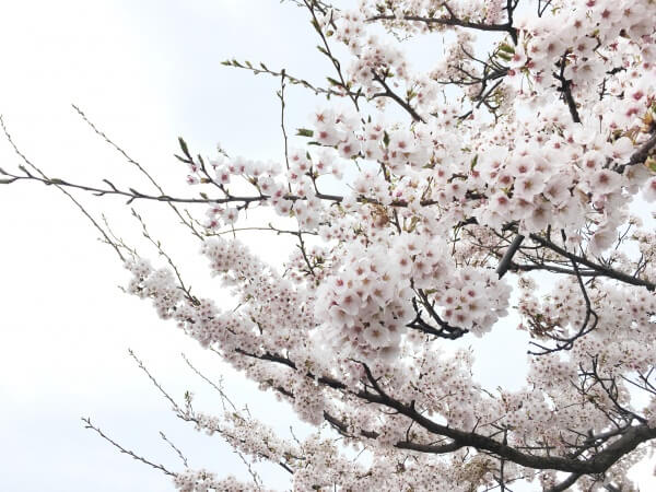 万代テラスの桜が見ごろです❤”