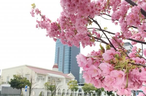 新潟市結婚式場　ブレストン　桜　万代テラス　桜ウェディング