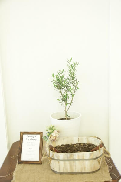 新潟市結婚式場　ブレストン　アフターセレモニー　植樹の儀　セレモニー　オリーブの木　オリーブ　ナチュラル　演出