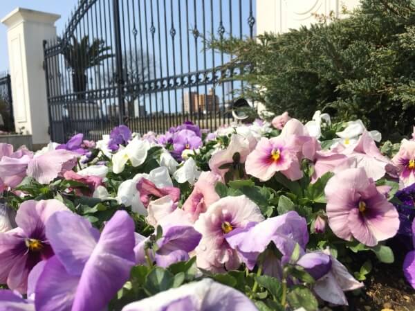 新潟市結婚式場　ブレストン　広場　ガーデン　花　フラワー　パンジー