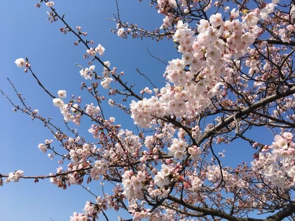 新潟市結婚式場　ブレストン　春　限定　ドリンク　桜　さくらワイン　桜ワイン　ワイン