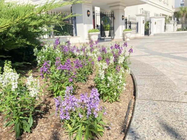 新潟市結婚式場　ブレストン　ガーデン　広場　庭　花　アンゲロニア　アゲラタム　ナチュラル